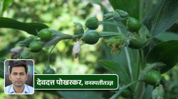 Vaijayanti Medicinal benefits: हडप्पा संस्कृती ते श्रीकृष्णापर्यंत वैजयंती वनस्पतीचा इतिहास काय सांगतो? औषधी गुणधर्म काय आहेत?