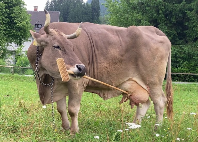 animal-intelligence-veronica-cow-tool-use