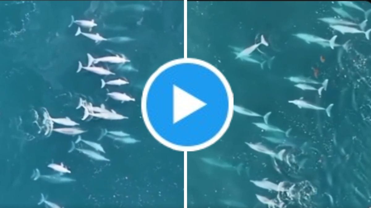 75 Dolphins spotted in Malvan viral video
