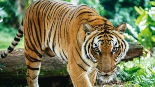 Tadoba Andhari Tiger Reserve Mining Project Bramhapuri Opposition Forest Department Ganesh Naik Maharashtra Assembly