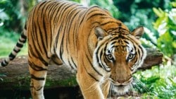 ताडोबा-अंधारी व्याघ्र प्रकल्पातील खाणीला वन विभागाचा विरोध!