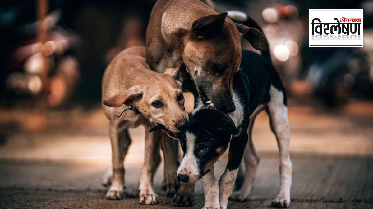 Why 900 stray dogs been killed in Telangana