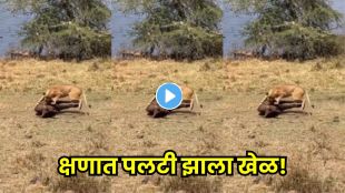 Animal fight video Wild buffalo collapse