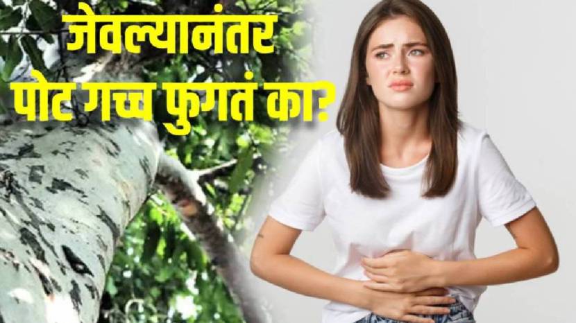 पोटातील गॅस कमी करण्याचे सोपे मार्ग…ताक प्या – दुपारी जेवणानंतर ताक प्यायल्याने पोटातील उष्णता कमी होते आणि पचन सुधारते. आयुर्वेदानुसार, ताक केवळ पोटातील उष्णता कमी करत नाही तर पचनसंस्थेसाठी एक शक्तिशाली उपाय देखील आहे. टाकतील थंडावा पचनक्रियेला संतुलित तर शरीरातील वाढलेला पित्त दोष शांत करतो. जर तुम्हाला छातीत जळजळ, आंबट ढेकर येणे किंवा आम्लता जाणवत असेल तर ताक त्वरित निष्क्रिय करू शकते. (फोटो सौजन्य: @Freepik)