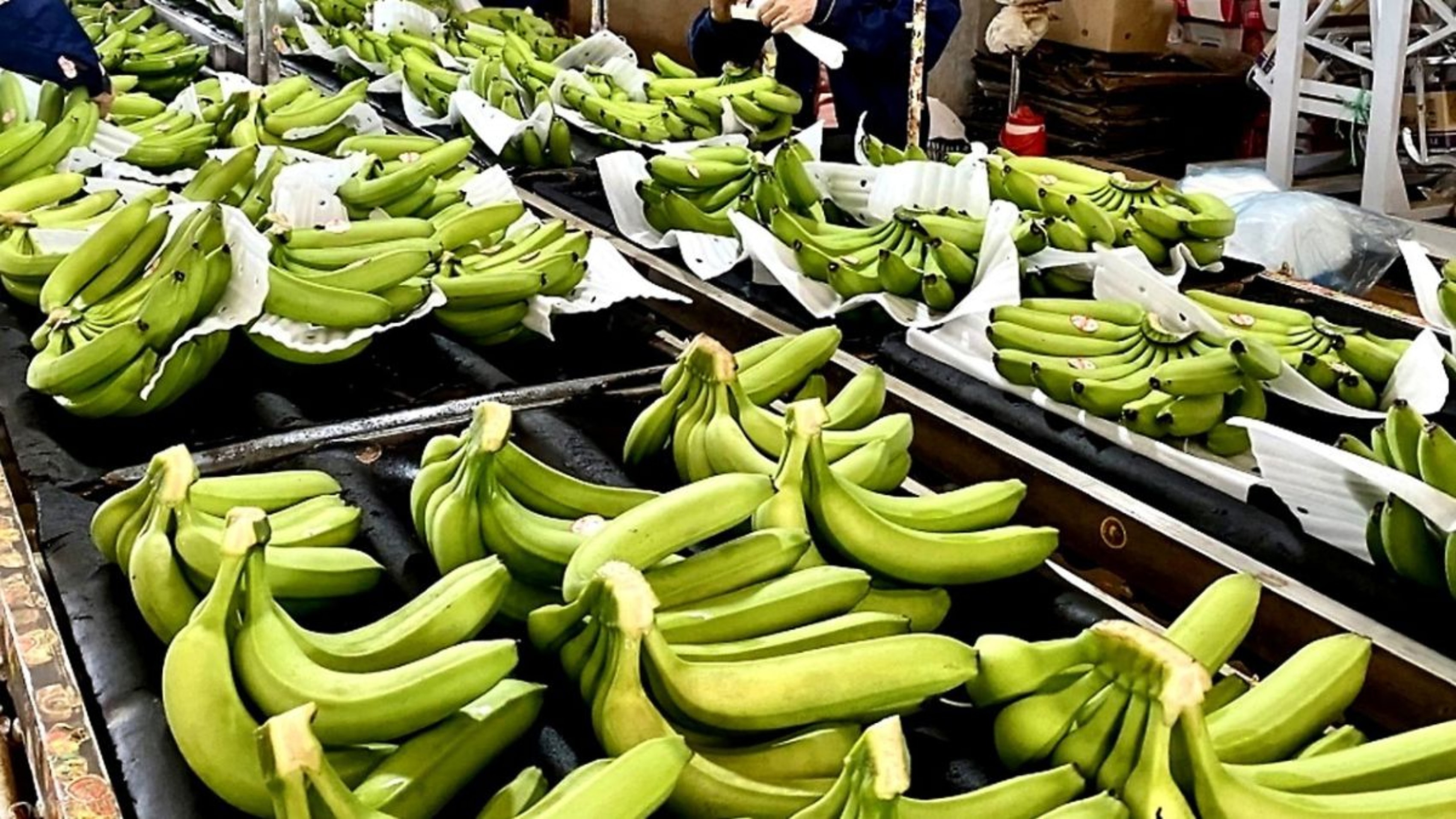 jalgaon banana cluster awaits push despite inclusion in central development scheme