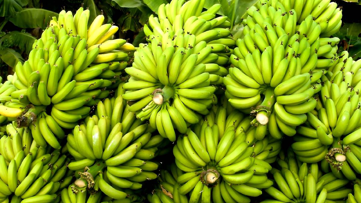 Burhanpur agricultural market provides relief to farmers with favorable banana prices and strong trader demand.