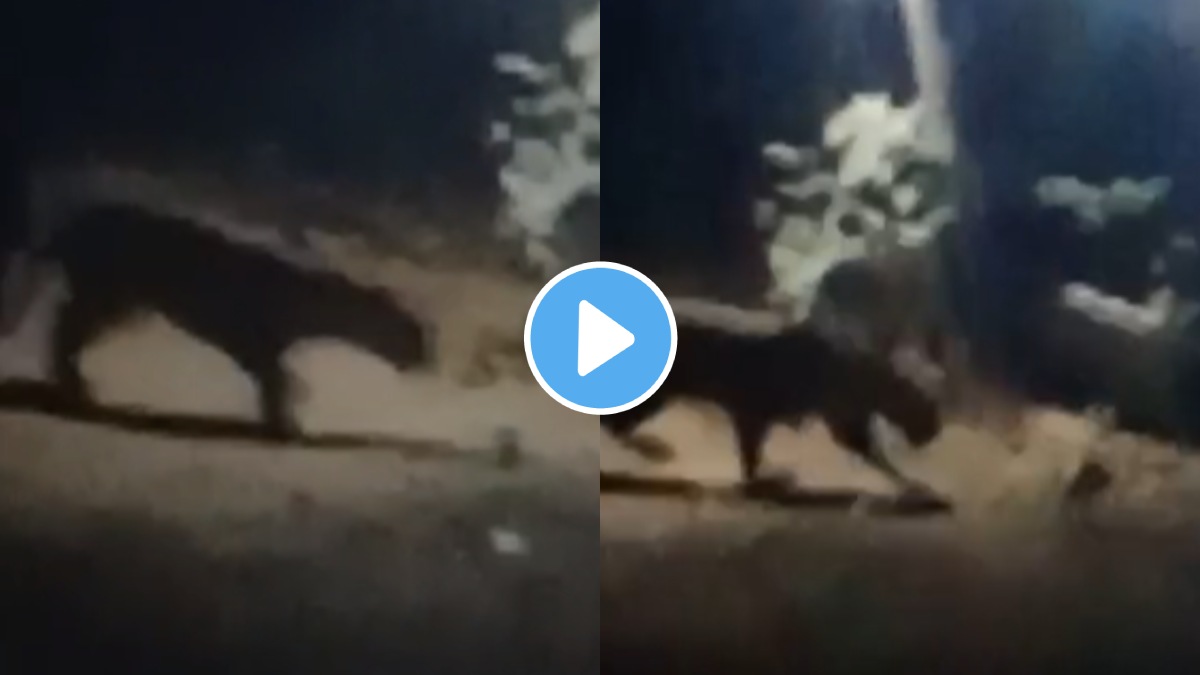 Leopard sighted in CBD Sector 8, 9 area of ​​Navi Mumbai Environment enthusiasts claim that increasing encroachment is the cause of fear among citizens