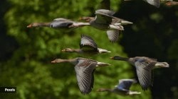 Great Backyard Bird Count : आजपासून जगातील पक्ष्यांची नोंद होणार,‘ग्रेट बॅकयार्ड बर्ड काऊंटला सुरूवात