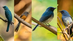 ​सावंतवाडीच्या नरेंद्र डोंगरावर आढळल्या ५२ पक्षी प्रजाती; ‘वाइल्ड कोकण’चा बर्ड काउंट उपक्रम