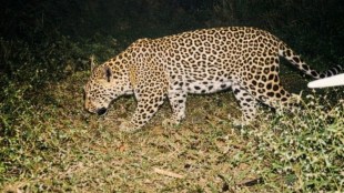Vantara Jamnagar Leopard Transfer