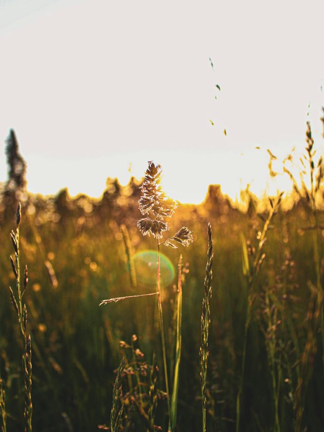 Horoscope Today Sunday 15 February 2026