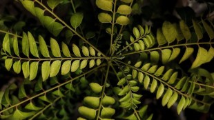 Curry leaves price hike, Kadi Patta rate today, Pune Market Yard vegetable prices, Mumbai APMC market news, Andhra Pradesh curry leaves supply, vegetable shortage Maharashtra, cooking expenses inflation,