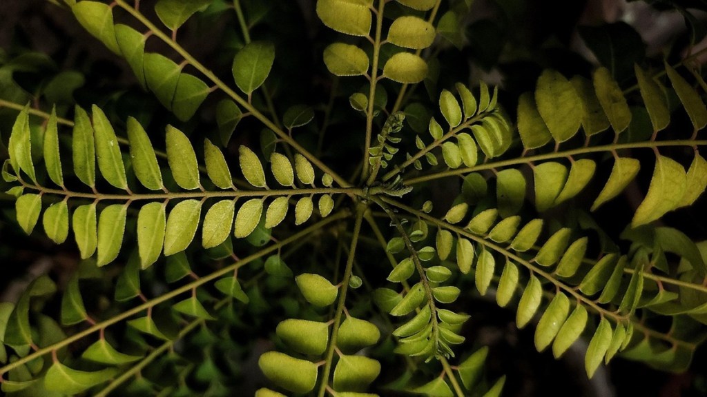 Curry leaves price hike, Kadi Patta rate today, Pune Market Yard vegetable prices, Mumbai APMC market news, Andhra Pradesh curry leaves supply, vegetable shortage Maharashtra, cooking expenses inflation, Curry leaves price hike, Kadi Patta rate today, Pune Market Yard vegetable prices, Mumbai APMC market news, Andhra Pradesh curry leaves supply, vegetable shortage Maharashtra, cooking expenses inflation,