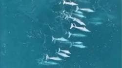 मालवणच्या अथांग समुद्रात ७०-७५ डॉल्फिनचा थरार; ड्रोन कॅमेऱ्यात कैद झाले विहंगम दृश्य!