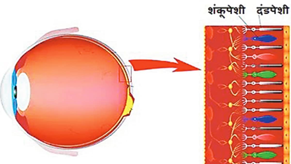Causes of color blindness, Red-green color deficiency, Why humans see colors, Cone cells and Rod cells in eyes, Genetics of color blindness, X-chromosome and vision, How human eye perceives color, Total color blindness facts, रंगांधळेपणाची कारणे, डोळ्यांची रचना आणि कार्य, लाल हिरवा रंगांधळेपणा,
