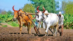 शेतकरी कर्जमाफी समितीत नव्या चार सदस्यांचा समावेश; नवे सदस्य कोण, जबाबदारी काय