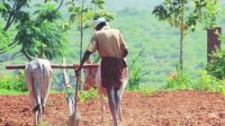 कर्जमाफीच्या आशेने ५३ लाख शेतकऱ्यांचे पीककर्ज थकले; जुन्या कर्जाफीतील ६.५६ लाख शेतकरी नऊ वर्षापासून मदतीपासून वंचित