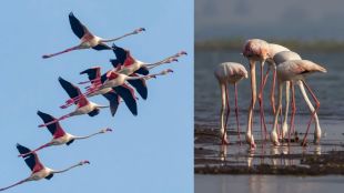 flamingos-skip-ujani-dam-this-season-concerns-over-water-quality-and-food-chain