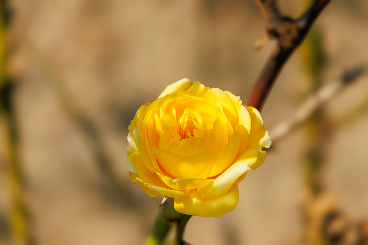 onion for growing rose
