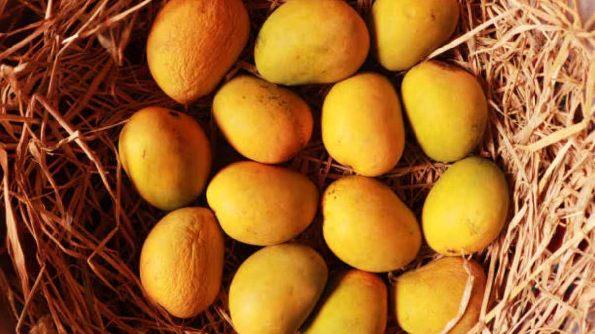 Pune Market Yard Mango Prices news in marathi