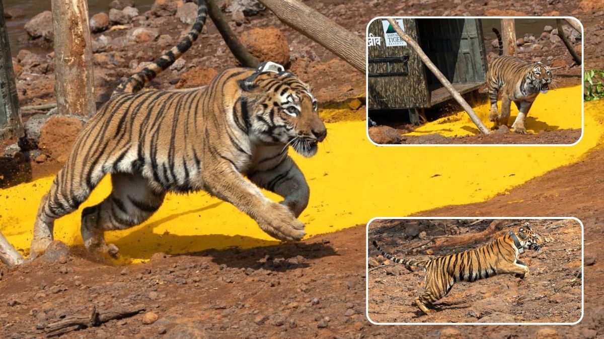 hirkani-tigress-released-in-sahyadri-tiger-reserve-koyna-sanctuary-after-pench-migration