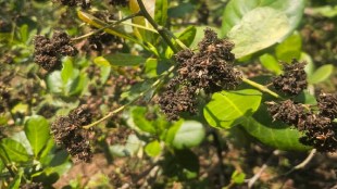 Konkan Mango Blossom Loss | आंबा काजू मोहोर नुकसान कोकण | Cashew Crop Damage Maharashtra | Alphonso Mango Farming News