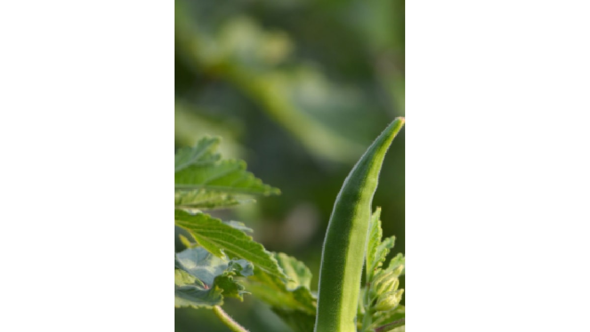 how to plant okra at home