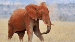 हत्तींचे ‘हे’ रहस्य तुम्हाला माहिती आहेत का? जाणून घ्या ६ आश्चर्यकारक गोष्टी