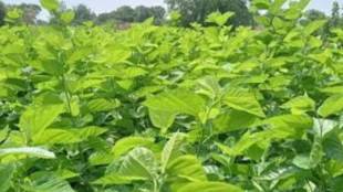 Parbhani Silk and Milk Scheme