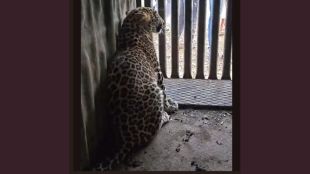 leopard-captured-in-otur-junnar-14th-leopard-trapped-since-november
