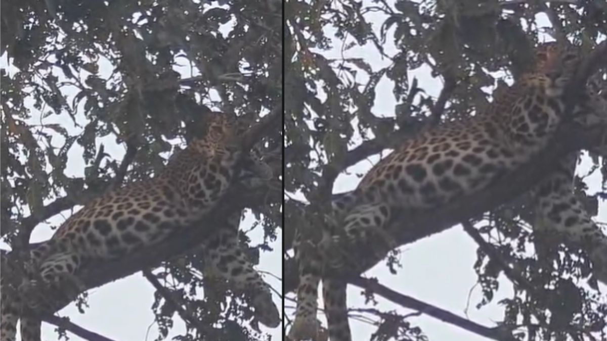 leopard spotted resting on tree in girad forest wardha forest department issues alert