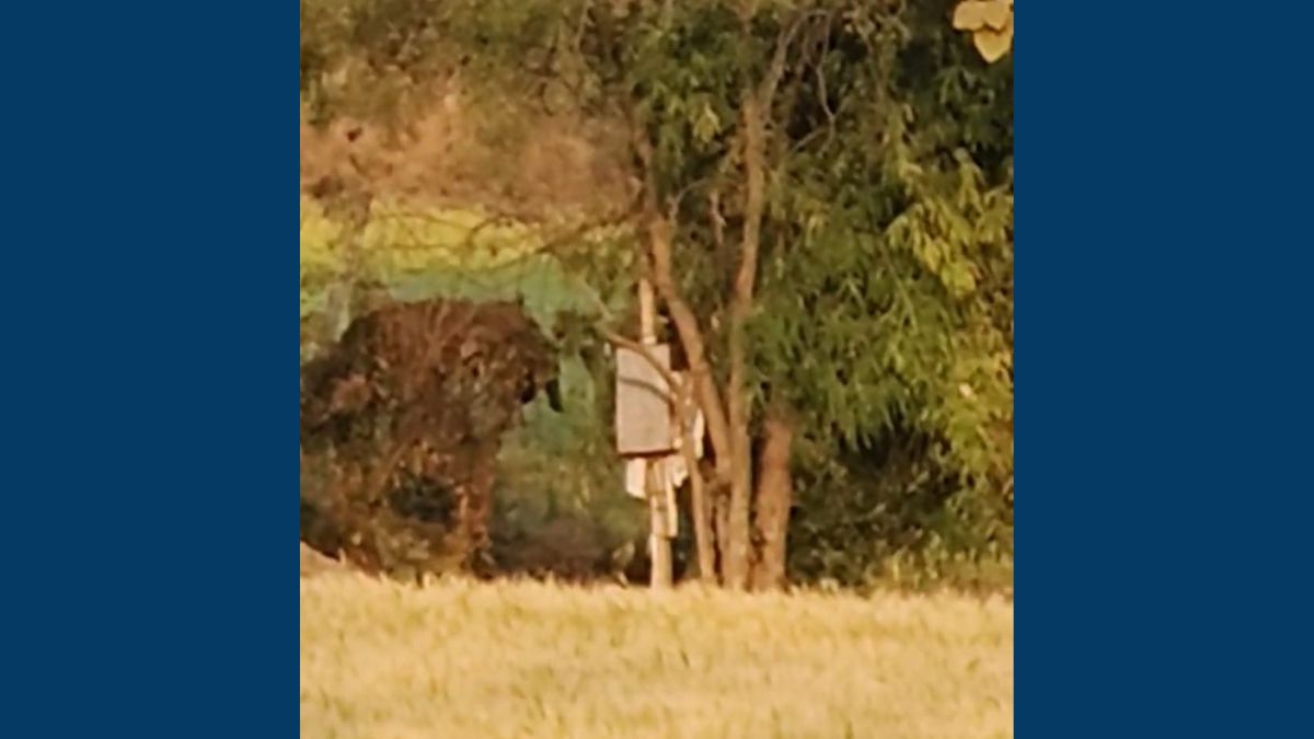 leopard-terror-in-raipur-buldhana-farmers-fear-to-visit-fields-forest-dept-ignoring