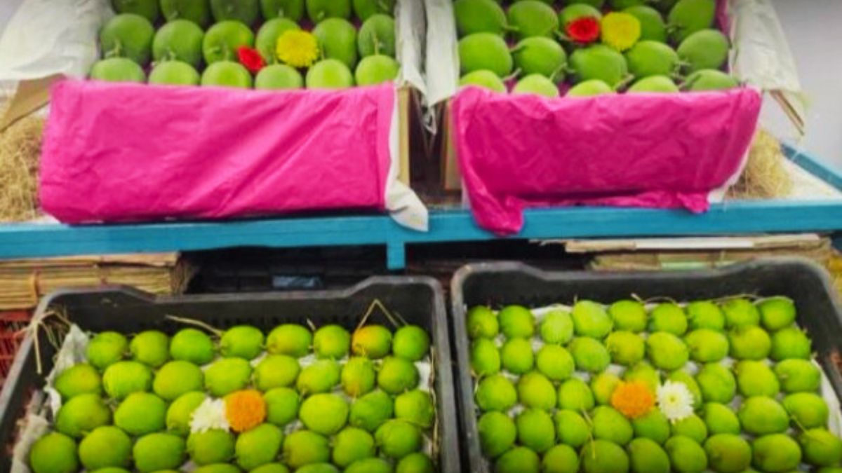 first-devgad-alphonso-mango-arrives-in-ratnagiri-market-check-prices-per-dozen