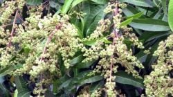 मोहर झडला, फळधारणा खालावली; फुलकिडीने कोकणातील आंबा हंगाम धोक्यात…