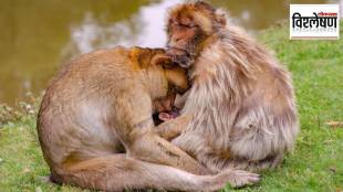 Research shows same sex behaviour in primates helps strengthen social bonds and reduce group conflict