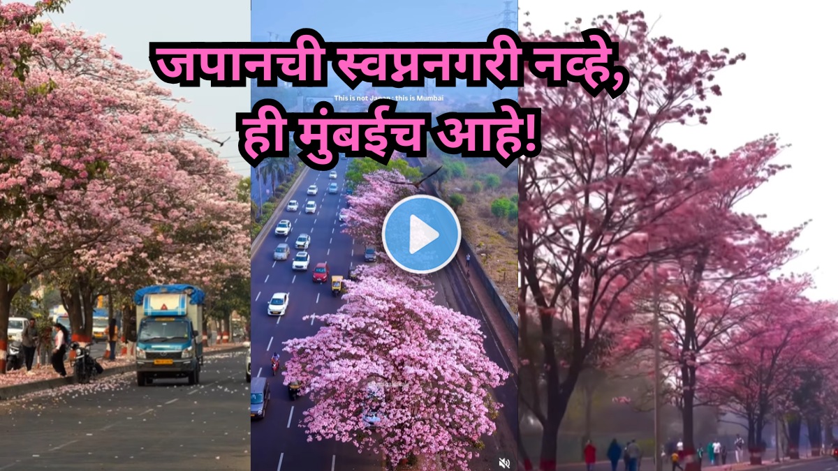mumbai-cherry-blossom-expressway-video-viral