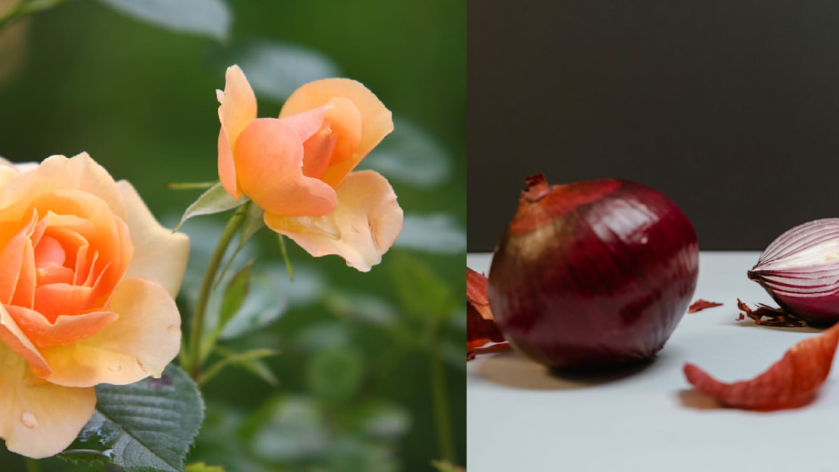 onion for growing rose