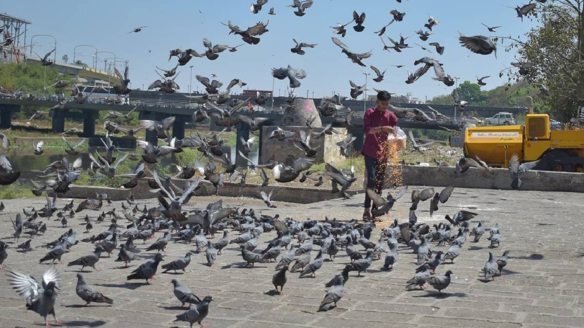 BMC designated pigeon feeding spots news