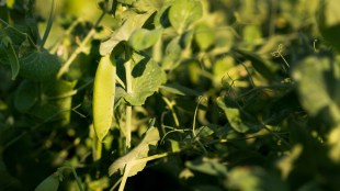 Uran Chirner Val Beans Market Price