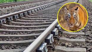 tiger death by train in Nagpur district