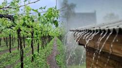 मध्य महाराष्ट्र, विदर्भात हलक्या पावसाची शक्यता; वादळी वाऱ्यासह पाऊस झाला तर रब्बी पिकांचे नुकसान