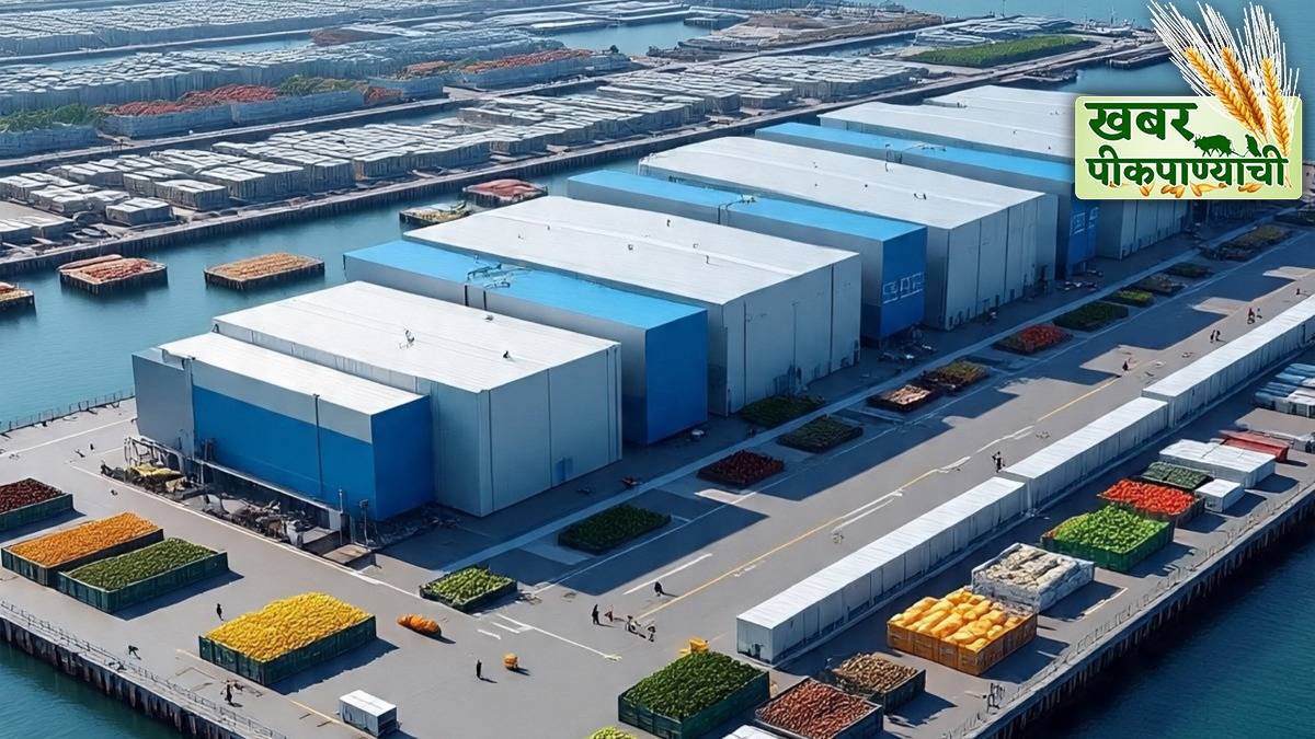 Konkan Mango Export Jaigarh Port news in marathi