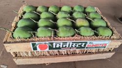राजापुरातील हापूस आंबा ‘मिनीस्टर ब्रँड’ म्हणून वाशी मार्केटमध्ये दाखल