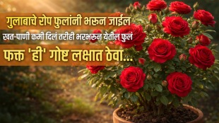 how to increase rose flower size rose flower growing tips in marathi gulab khat fertilizer for rose