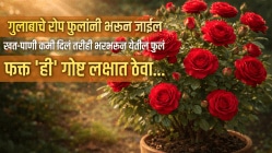 गुलाबाचे रोप फुलांनी भरून जाईल! खत-पाणी कमी दिलं तरीही भरभरून येतील फुलं, फक्त ‘ही’ गोष्ट लक्षात ठेवा…