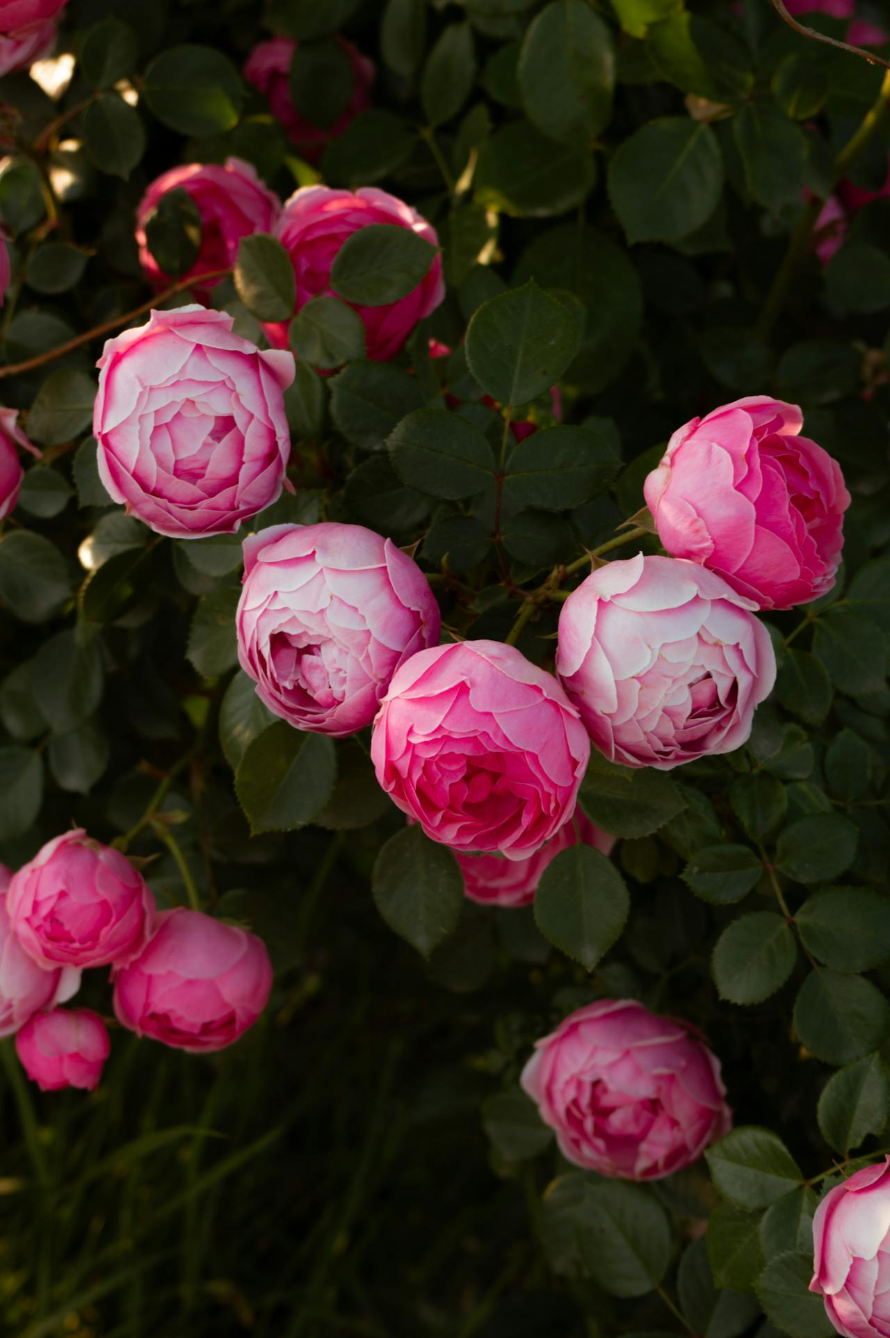 onion for growing rose