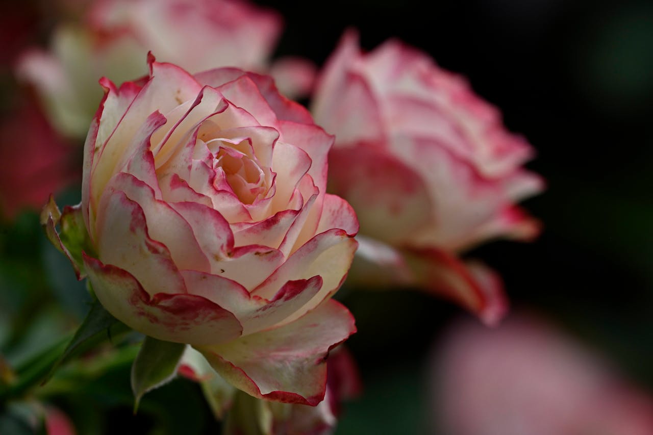 onion for growing rose