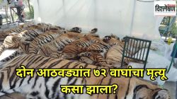 घातक विषाणूच्या संसर्गाने दोन आठवड्यांत ७२ वाघांचा मृत्यू, शेकडो वाघांना धोका; थायलंडमध्ये काय घडतंय?