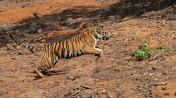 ‘हिरकणी’ वाघिणीचा चिपळूणच्या दिशेने प्रवास; नांदिवसेच्या जंगलात डरकाळी, वन विभागाकडून सतर्कतेच्या सूचना 