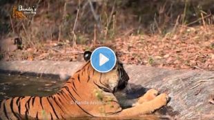 Tadoba tigers seek natural and artificial waterholes to beat rising summer heat in Nagpur forest